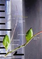  Spikelets with involucral bristles